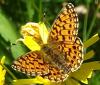 Boloria selene